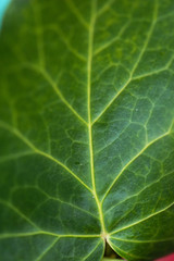 Ivy macro photo