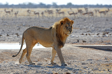 männlicher Löwe trinkt am Wasserloch Gemsbokvlakte im Etosha Nationalpark in Namibia