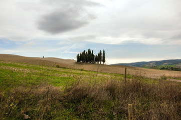 Cipressi