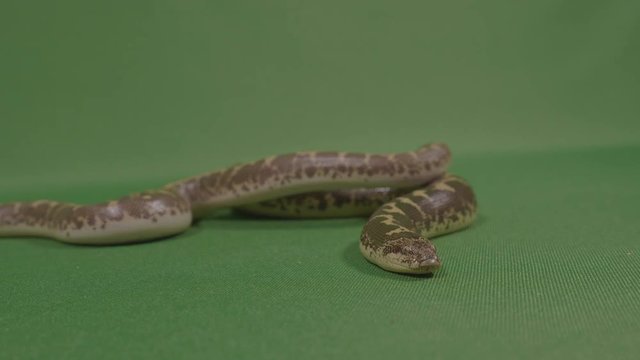 Frightening snake flicking his tongue ready to strike