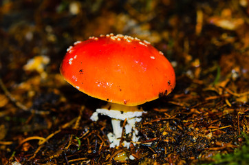 A fly agaric that glows bright red on the dark forest floor in autumn.