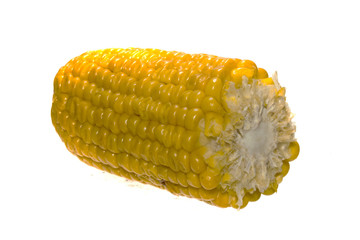 corn isolated on white background