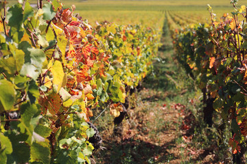 France: autumn vineyard