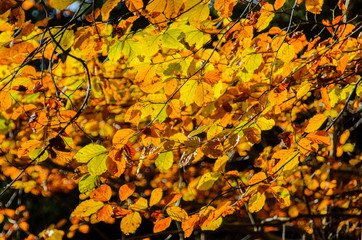 A dense sea of leaves in the autumn forest through which the sun shines