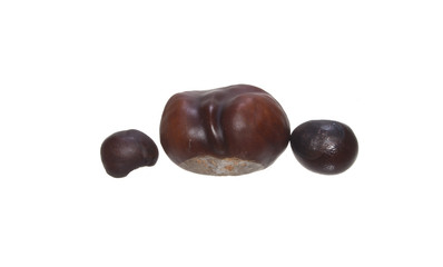 chestnut isolated on white background