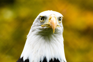 An eagle's head in a dense autumn forest with a serious view