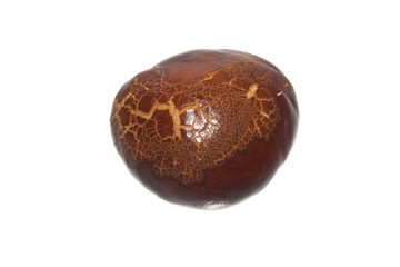 chestnut isolated on white background