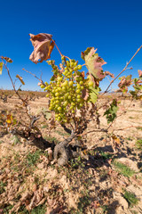 cluster of green wine grapes in withered vine tree branch of vineyard, in winter or autumn season, in Castile, Spain, Europe © Q