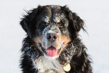 Happy dog in winter with snowy face