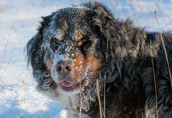 Happy dog in winter with snowy face
