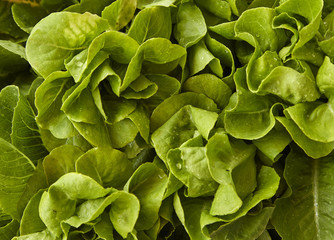 fresh salad butter lettuce