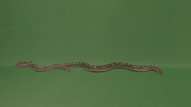 Two scary pythons snakes slithering on green surface in the studio