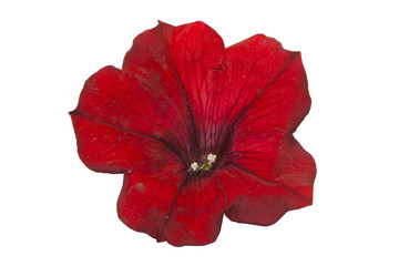 flower isolated on white background