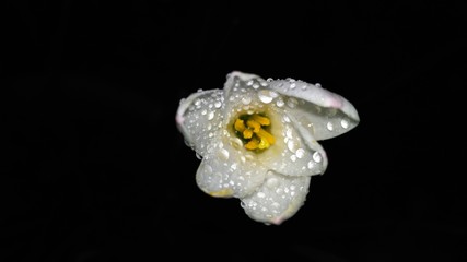Obraz na płótnie Canvas when the rain kisses the lone white beauty , the night flower of love