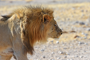 Mähnenlöwe (panthera leo) im Etosha Nationalpark in Namibia
