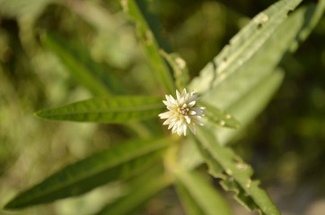 closeup of flower