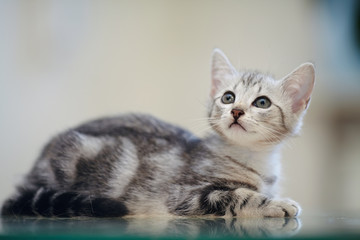 Gray striped domestic kitten
