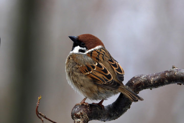 Feldsperling oder Feldspatz (Passer montanus)