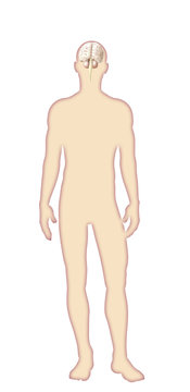 Digital watercolor  human body anatomy