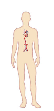 Digital watercolor  human body anatomy