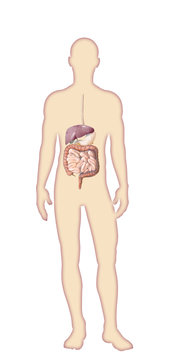 Digital watercolor  human body anatomy