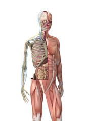 Digital 3d render of human body organs