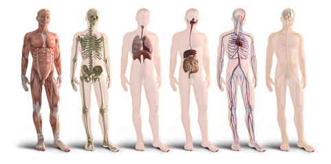 Digital 3d render of human body organs