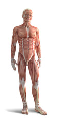 Digital 3d render of human body organs - obrazy, fototapety, plakaty