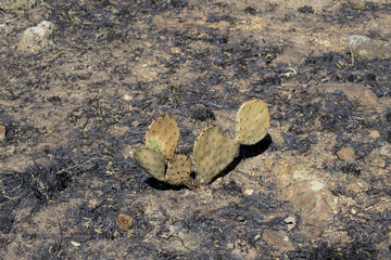 Cactus burned in forest fire
