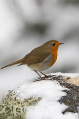 Rotkehlchen (Erithacus rubecula) 