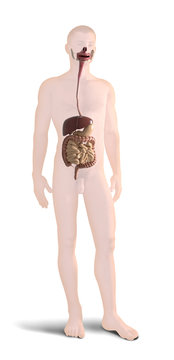 Digital 3d render of human body organs
