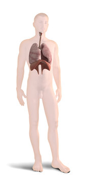 Digital 3d render of human body organs