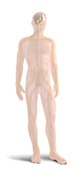 Digital 3d render of human body organs