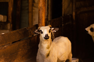 Sheep in the village background