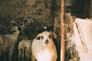 Sheep in the village background