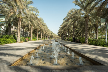 Row of Palm Trees at Umm Al Emarat Park