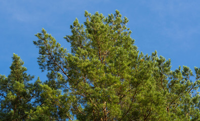 Bottom view on the pine crowns and blue sky