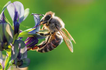 Gartenposter Tieren Meine Traumdame - Kleine Biene auf einer Purpurkleeblüte in der Abendsonne