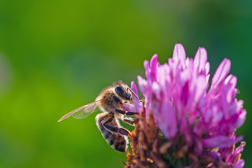 My dream lady - Small bee on a purple clover blossom in the evening sun