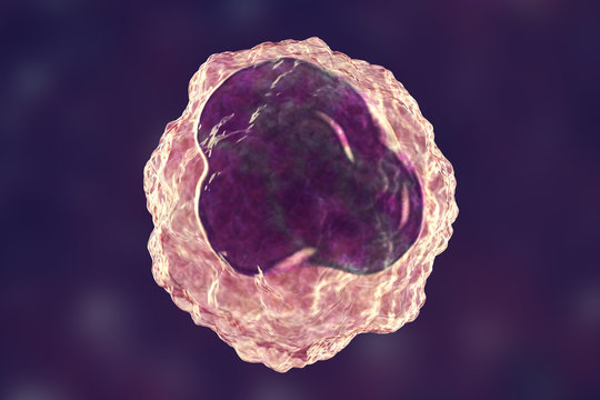 Monocyte white blood cell on purple background, 3D illustration