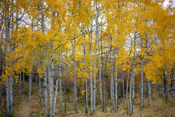 Sunset over Quaking Aspens