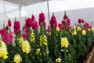 Snapdragon flower close-up