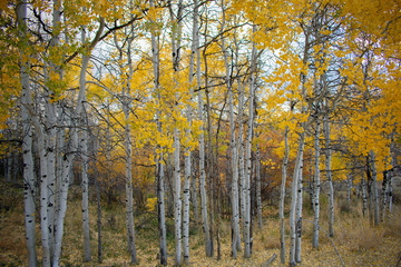 Sunset over Quaking Aspens