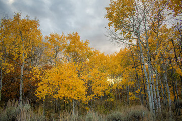 Sunset over Quaking Aspens