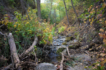Bear Canyon Stream