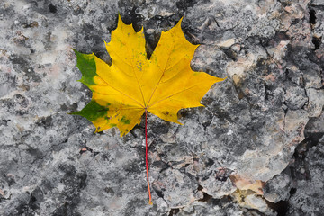 Colourful maple leaf on a grey rock