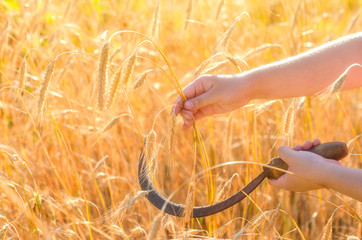 Girl cuts a sickle rye. Sickle is a hand-held traditional agricultural tool in farmer's hand preparing to harvest. - 226840078