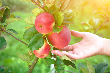 Girl plucks red apples from the tree.