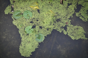 Von oben gesehen Seerosen und Wasserlinsen im Teich