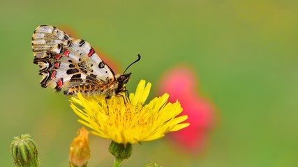 Zerynthia cerisyi 462